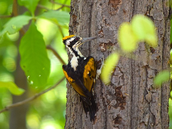 White-naped Woodpecker - Sudipta Nandy