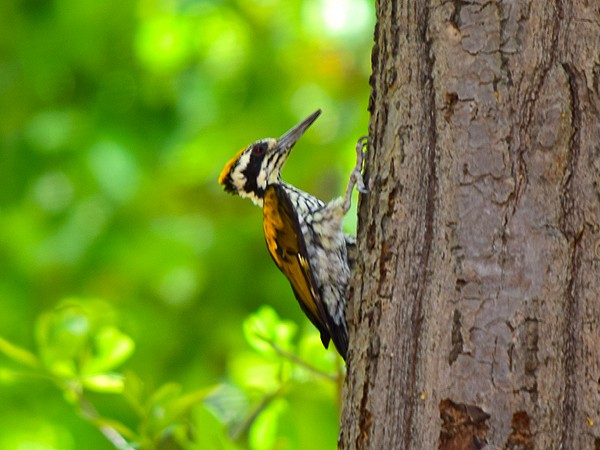 White-naped Woodpecker - ML113687071