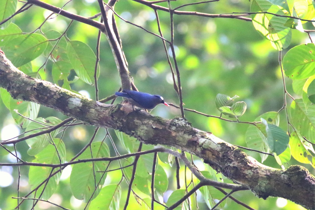 Velvet-fronted Nuthatch - ML113689511