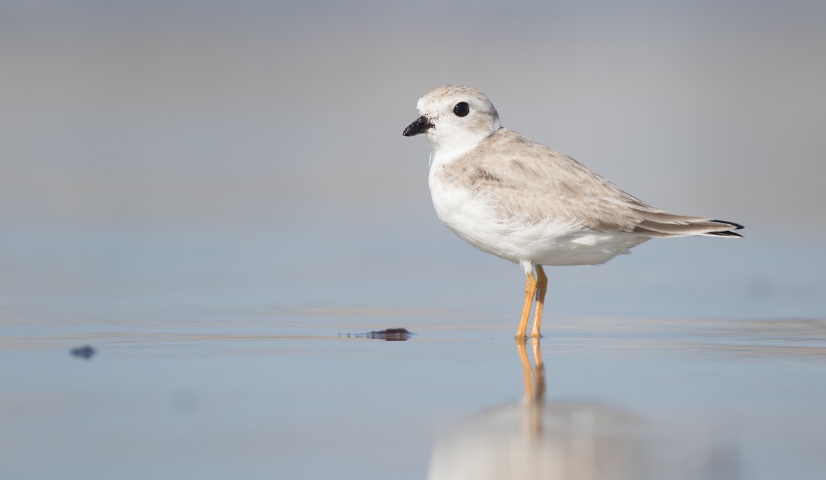 Piping Plover - Doug Hitchcox