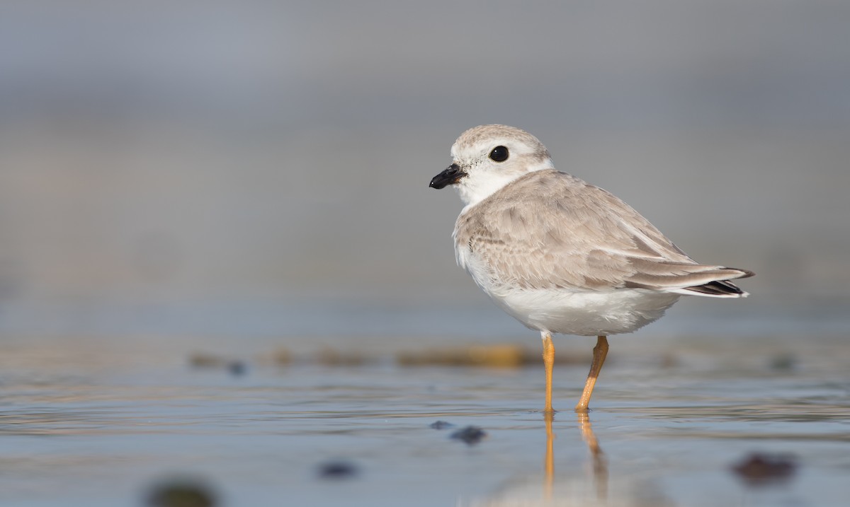 Piping Plover - ML113691241