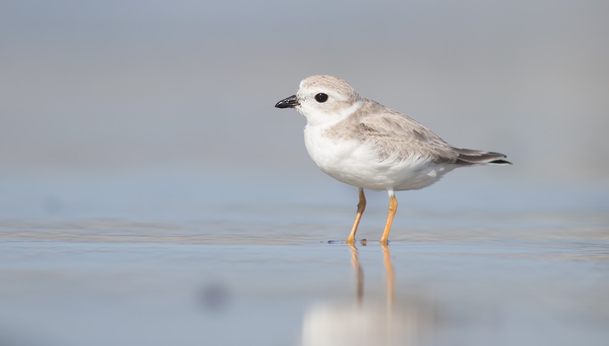 Piping Plover - ML113691251