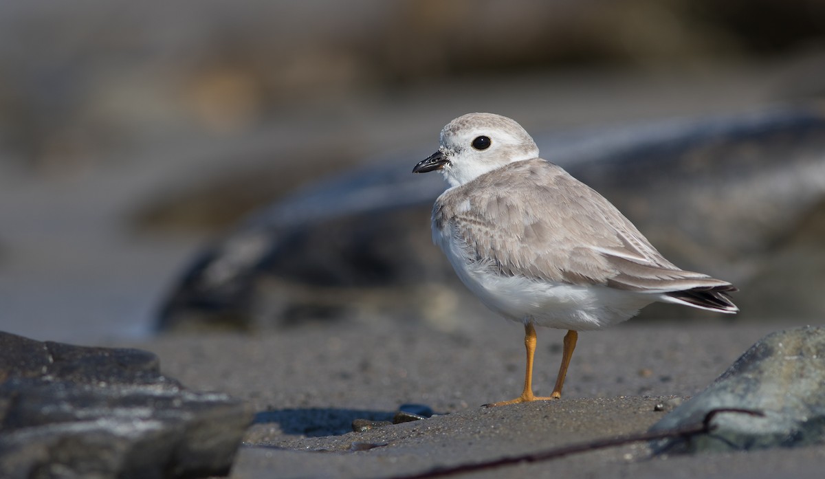 Piping Plover - Doug Hitchcox