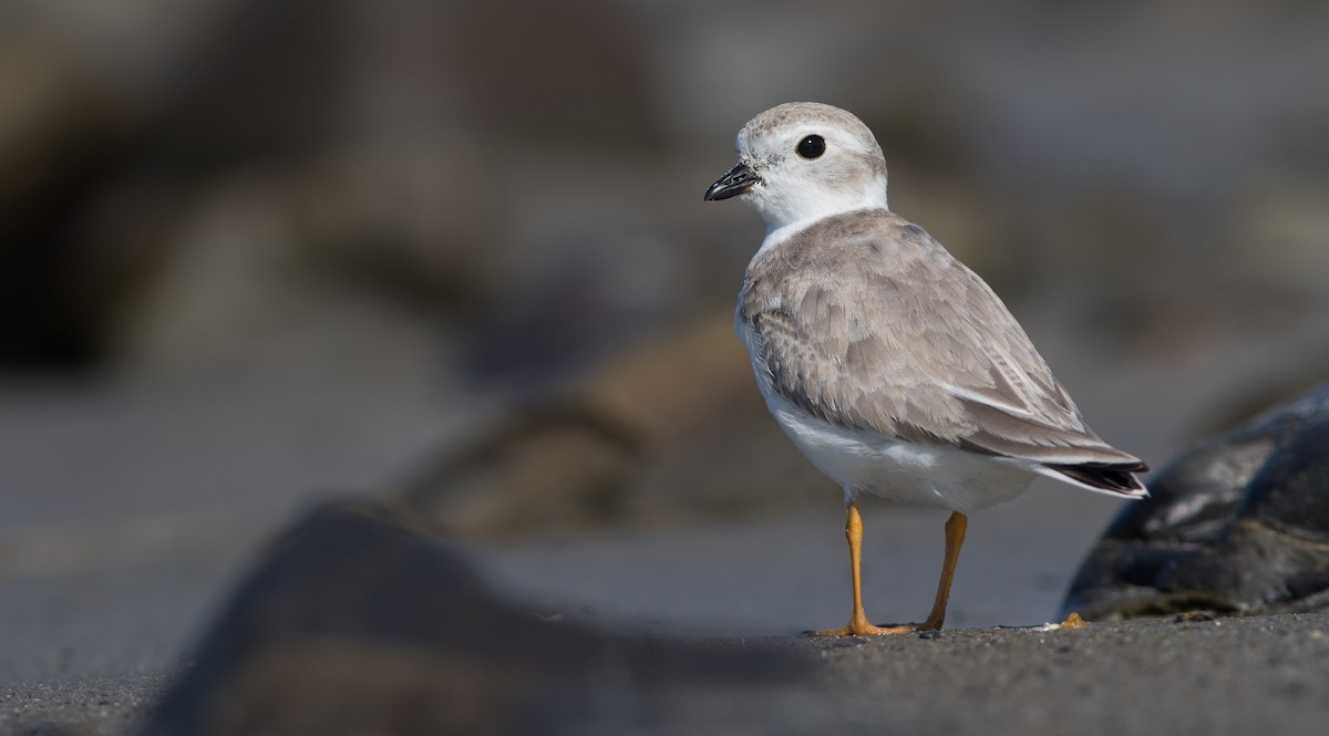 Piping Plover - ML113691271