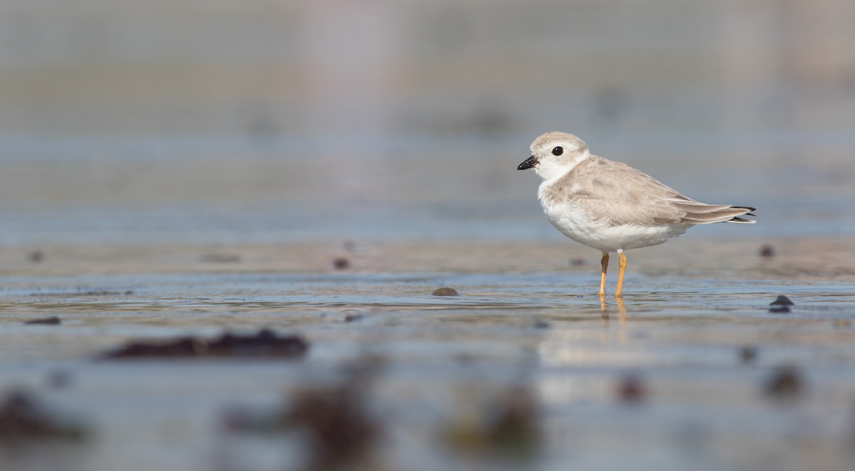 Piping Plover - ML113691281