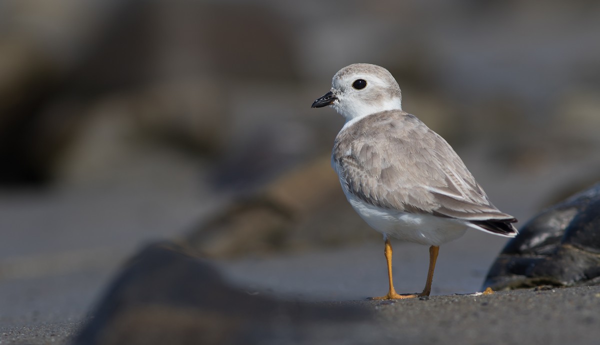 Piping Plover - ML113691291