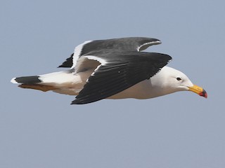  - Belcher's Gull