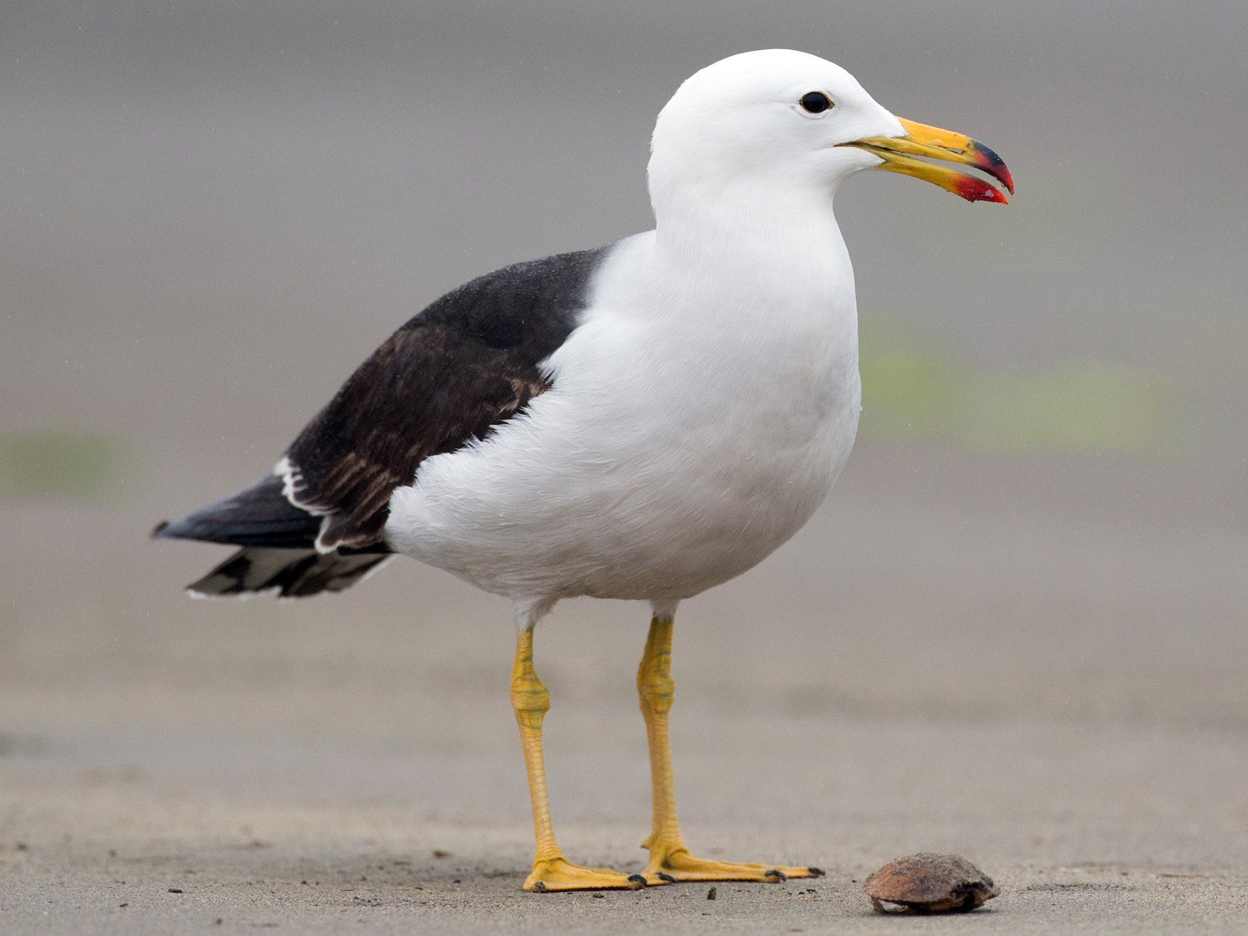 Belcher's Gull - Chris Wood