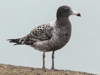  - Belcher's Gull
