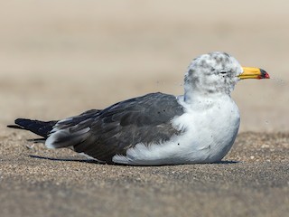  - Belcher's Gull