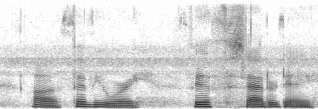 Great Eared-Nightjar - ML113693