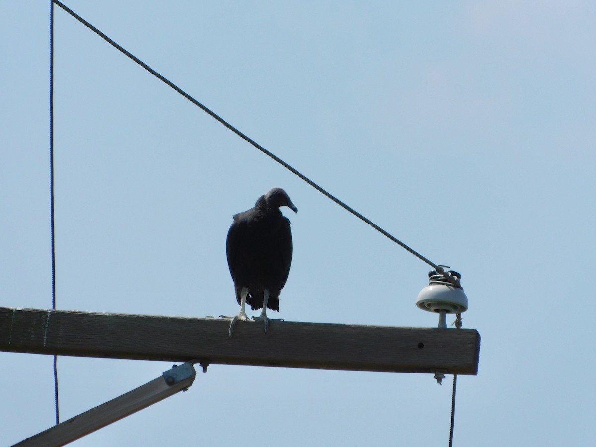 Black Vulture - Rob Pendergast