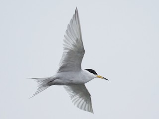  - Peruvian Tern