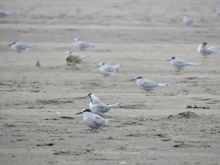  - Peruvian Tern