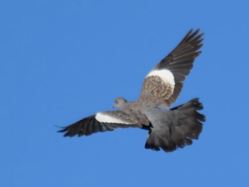 Spot-winged Pigeon - Felipe Undurraga