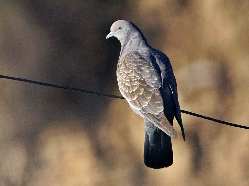 Spot-winged Pigeon - marcelo muñoz