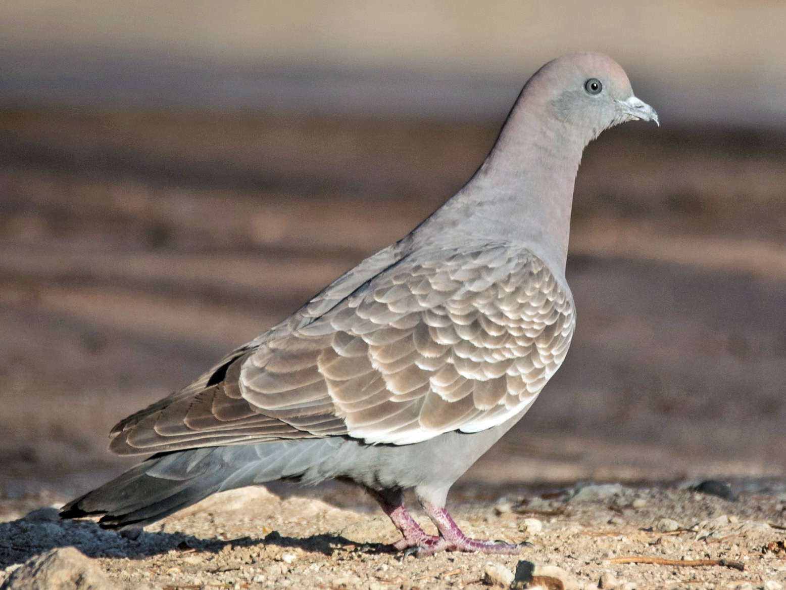 Spot-winged Pigeon - Vicente Pantoja Maggi