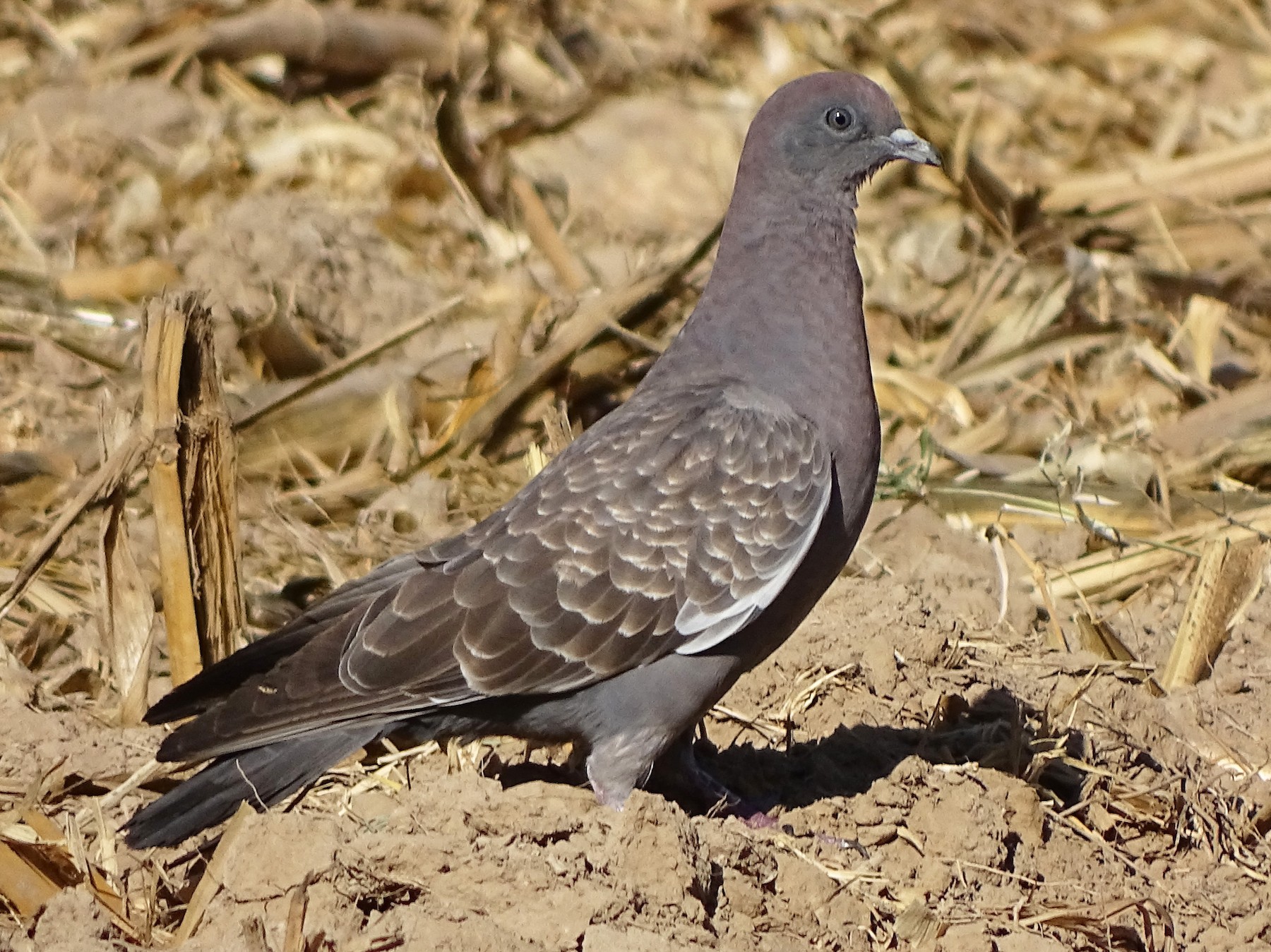 Spot-winged Pigeon - Charly Moreno Taucare