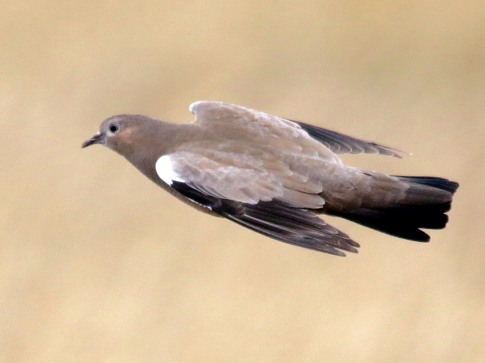 Black-winged Ground Dove - Gustino Lanese