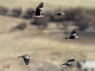  - Black-winged Ground Dove