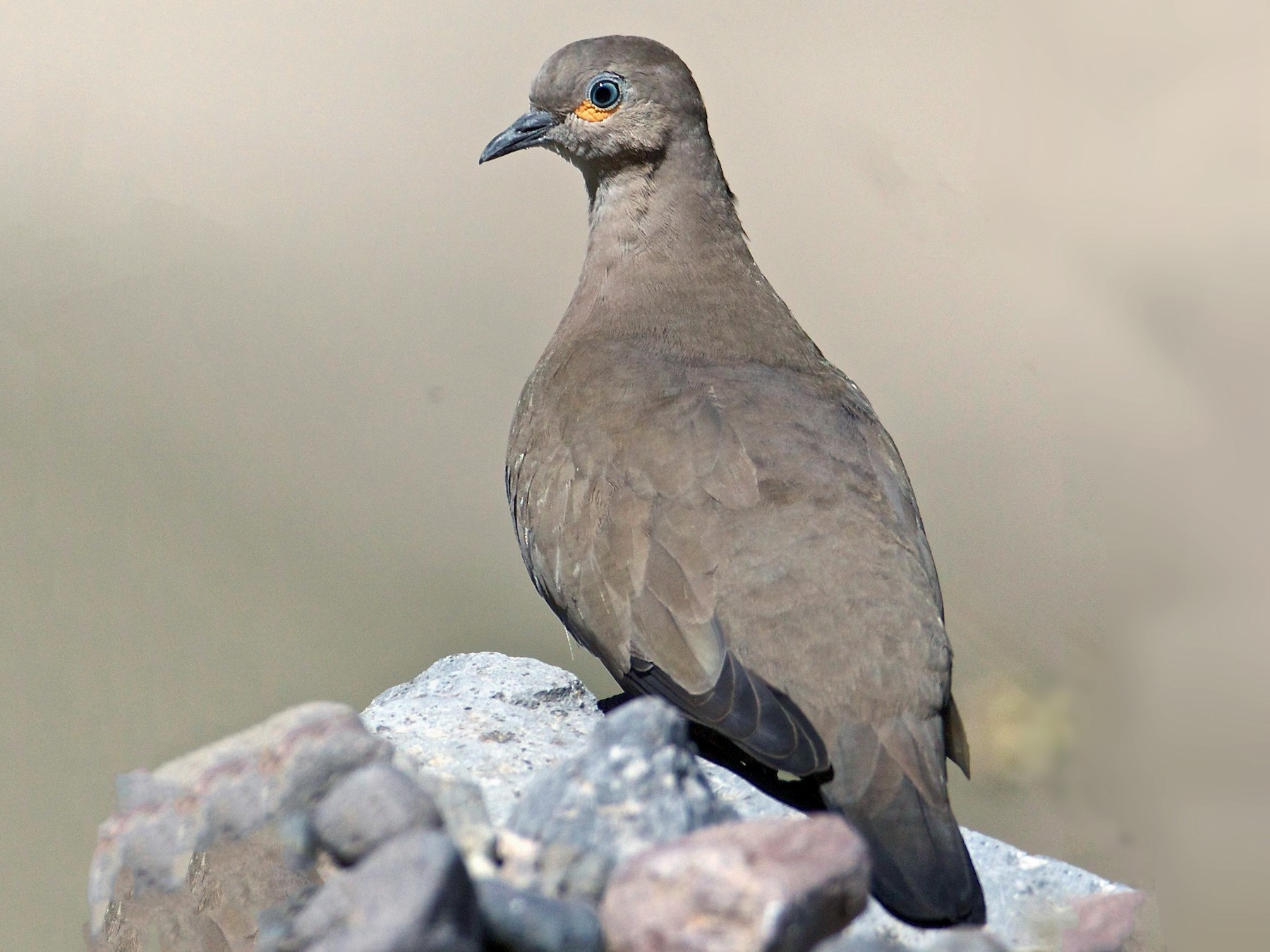 Black-winged Ground Dove - eBird