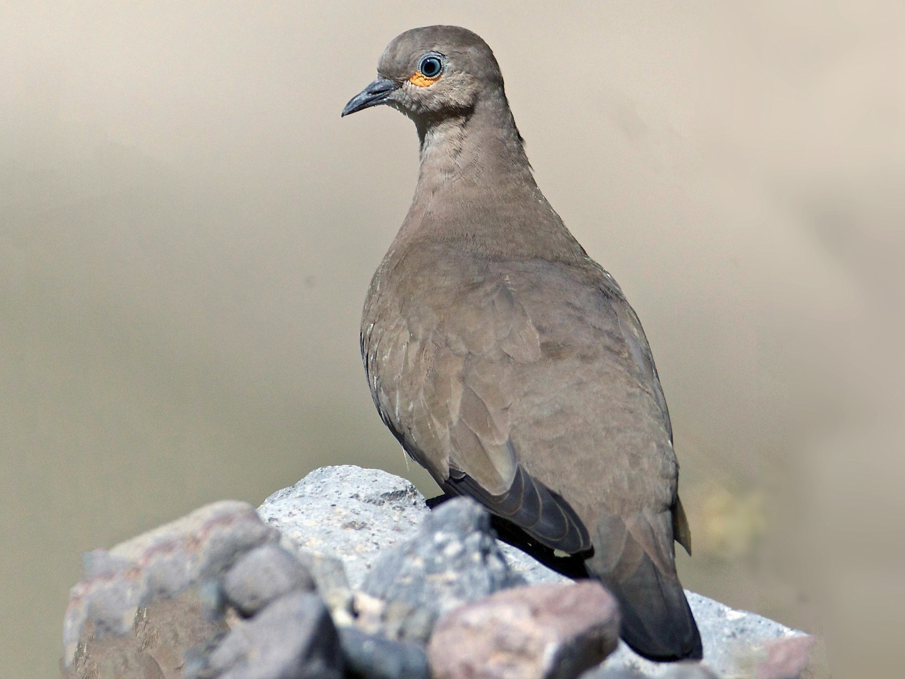 Black Dove Birds