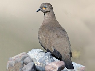  - Black-winged Ground Dove