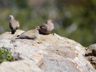  - Black-winged Ground Dove