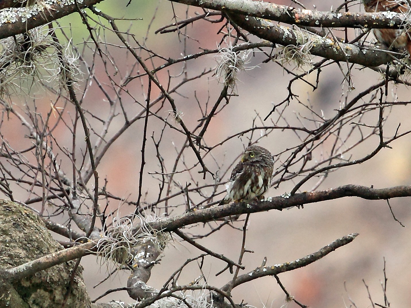 Peruvian Pygmy-Owl - Nigel Voaden