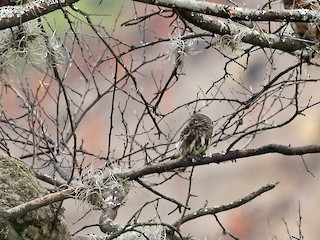  - Peruvian Pygmy-Owl