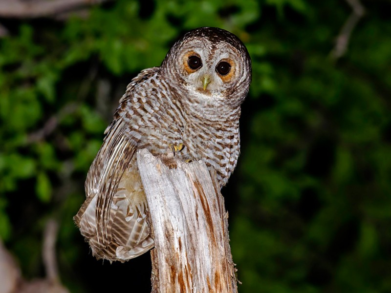 Lechuza Bataraz Austral - eBird Argentina