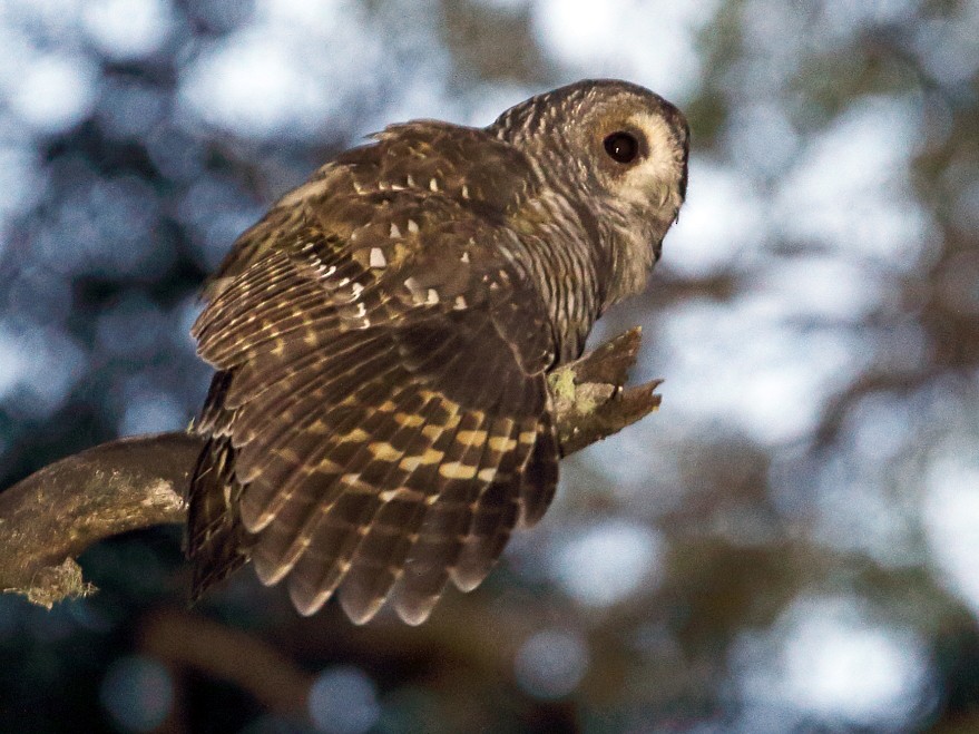 Lechuza Bataraz Austral - eBird Argentina