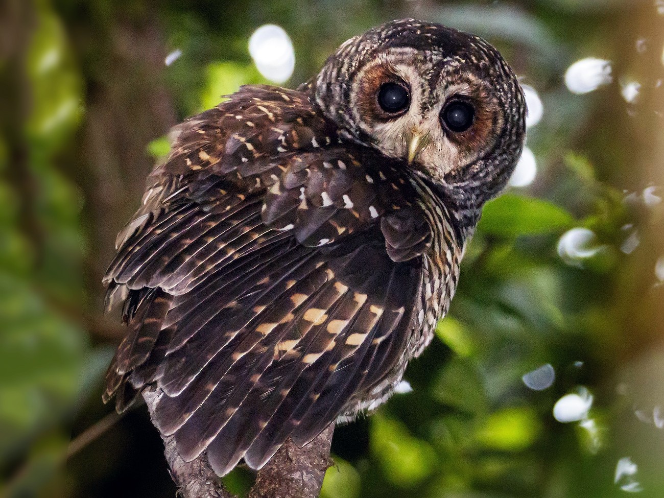 Lechuza Bataraz Austral - eBird Argentina