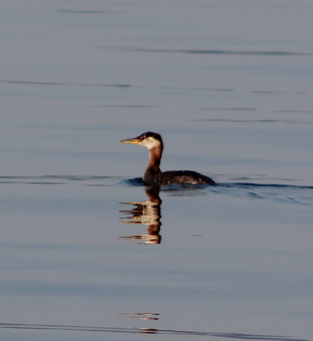 Red-necked Grebe - ML113697021