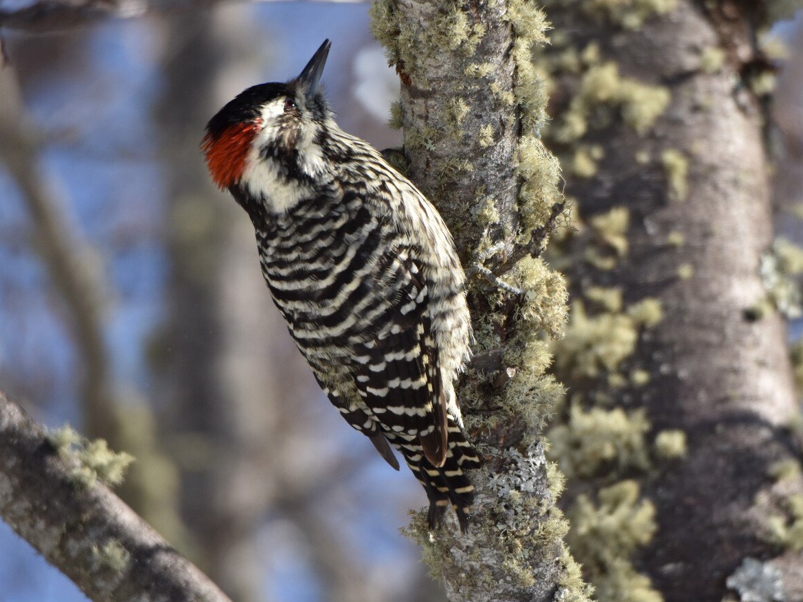 Striped Woodpecker - Hederd Torres García