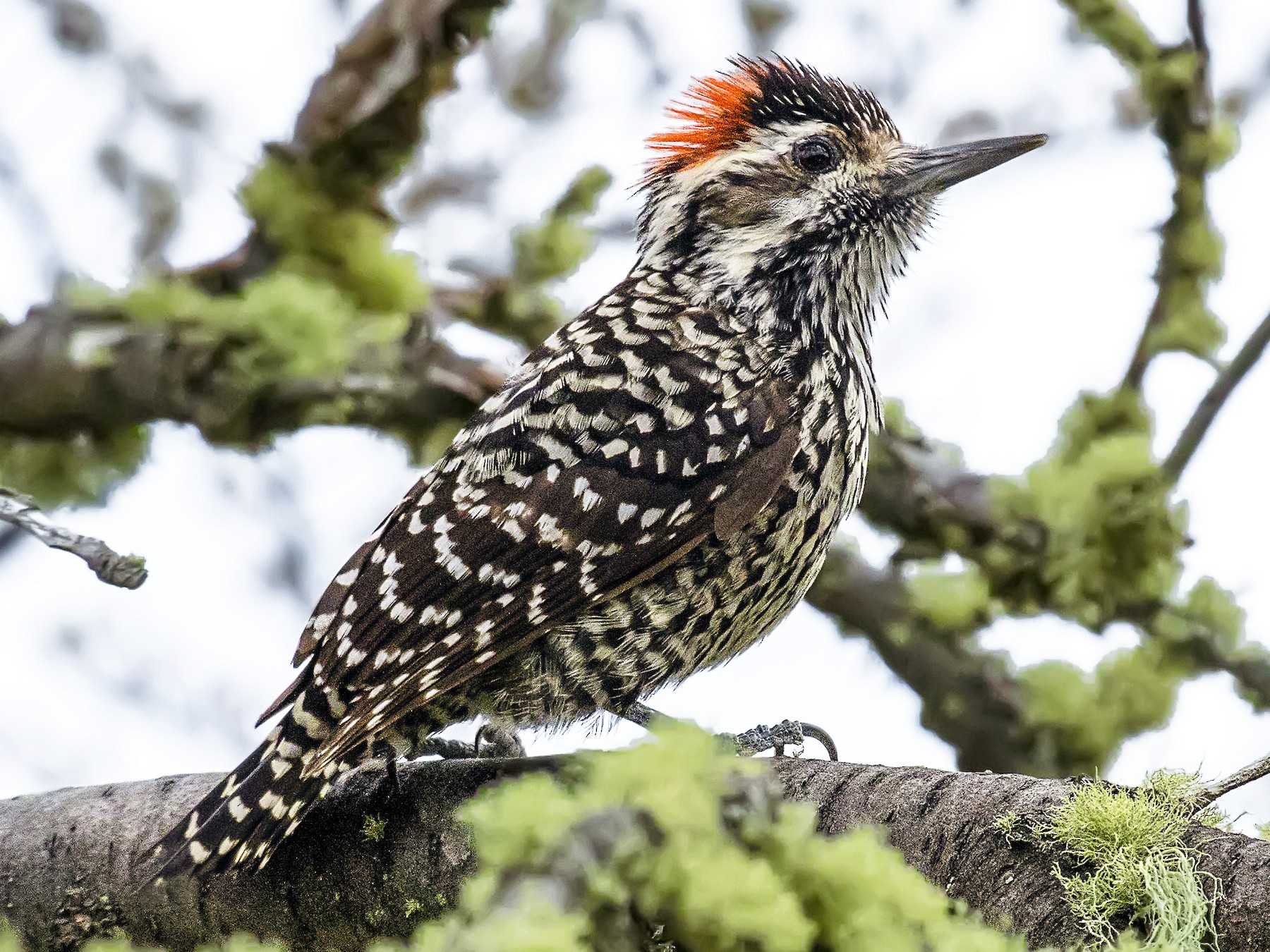 Striped Woodpecker - Pio Marshall