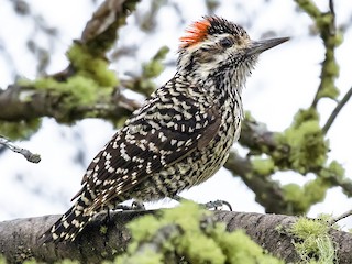  - Striped Woodpecker