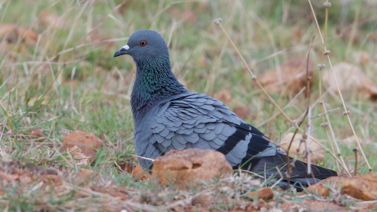 Rock Pigeon (Feral Pigeon) - Snehasis Sinha
