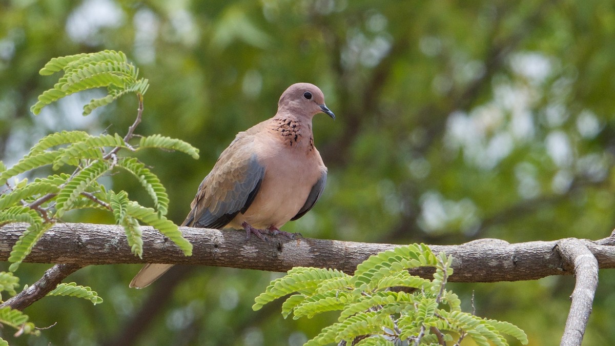 Laughing Dove - ML113698781