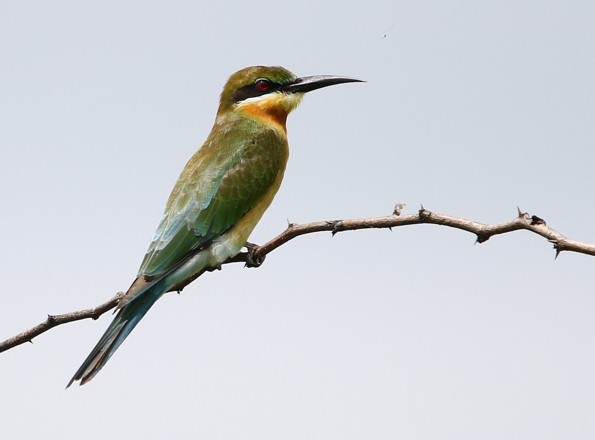 Blue-tailed Bee-eater - Bhaarat Vyas