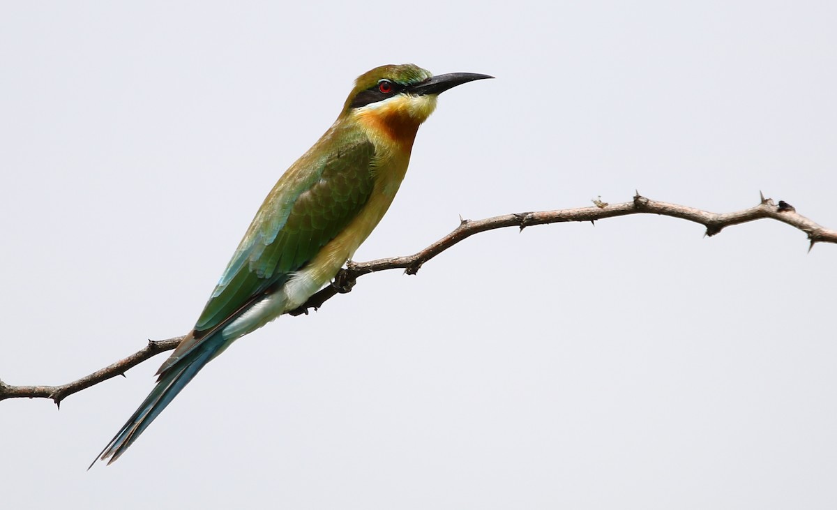 Blue-tailed Bee-eater - ML113698811