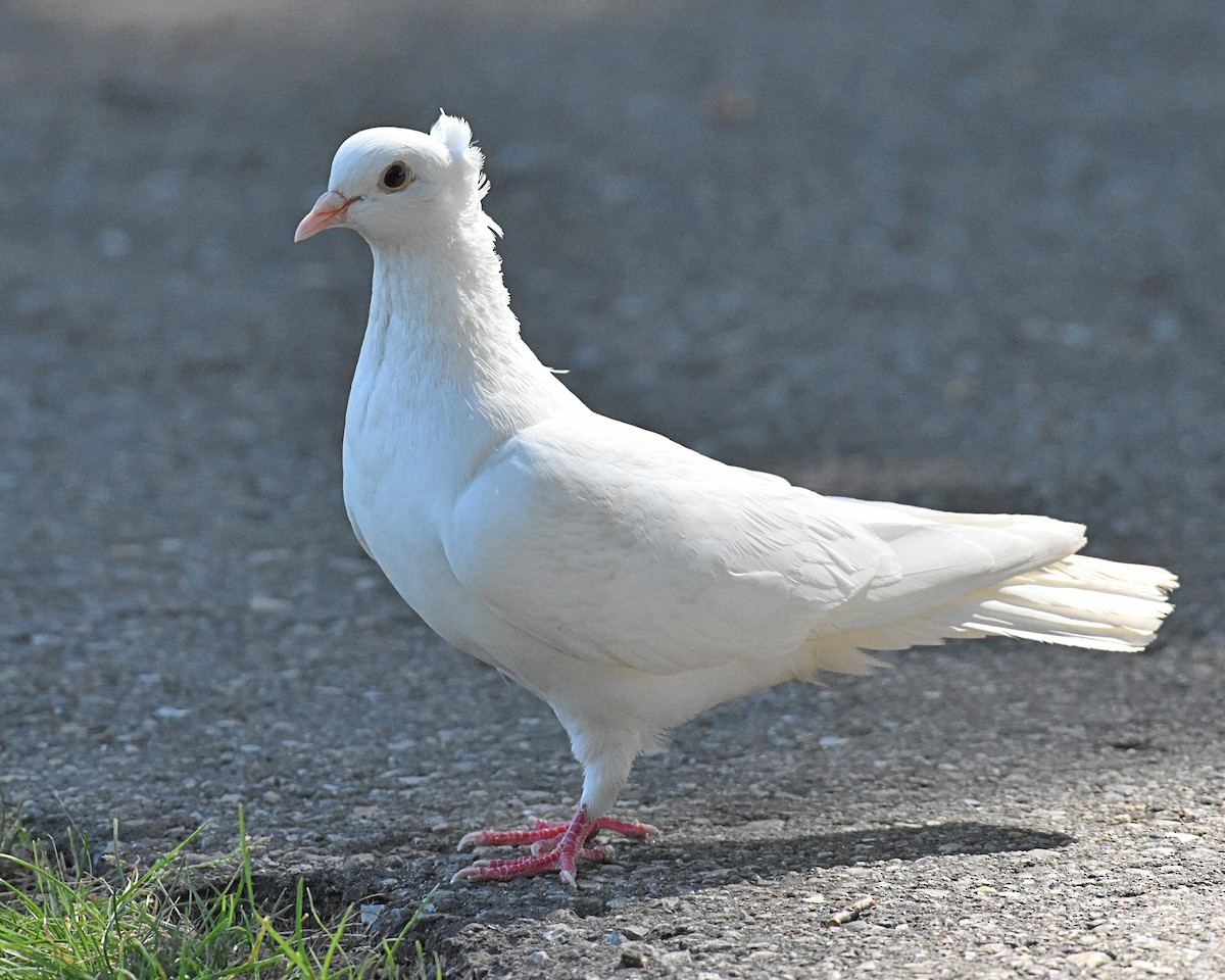 Rock Pigeon (Feral Pigeon) - ML113698891