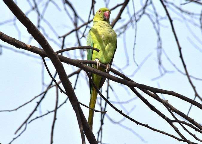 Rose-ringed Parakeet - Sudipta Nandy