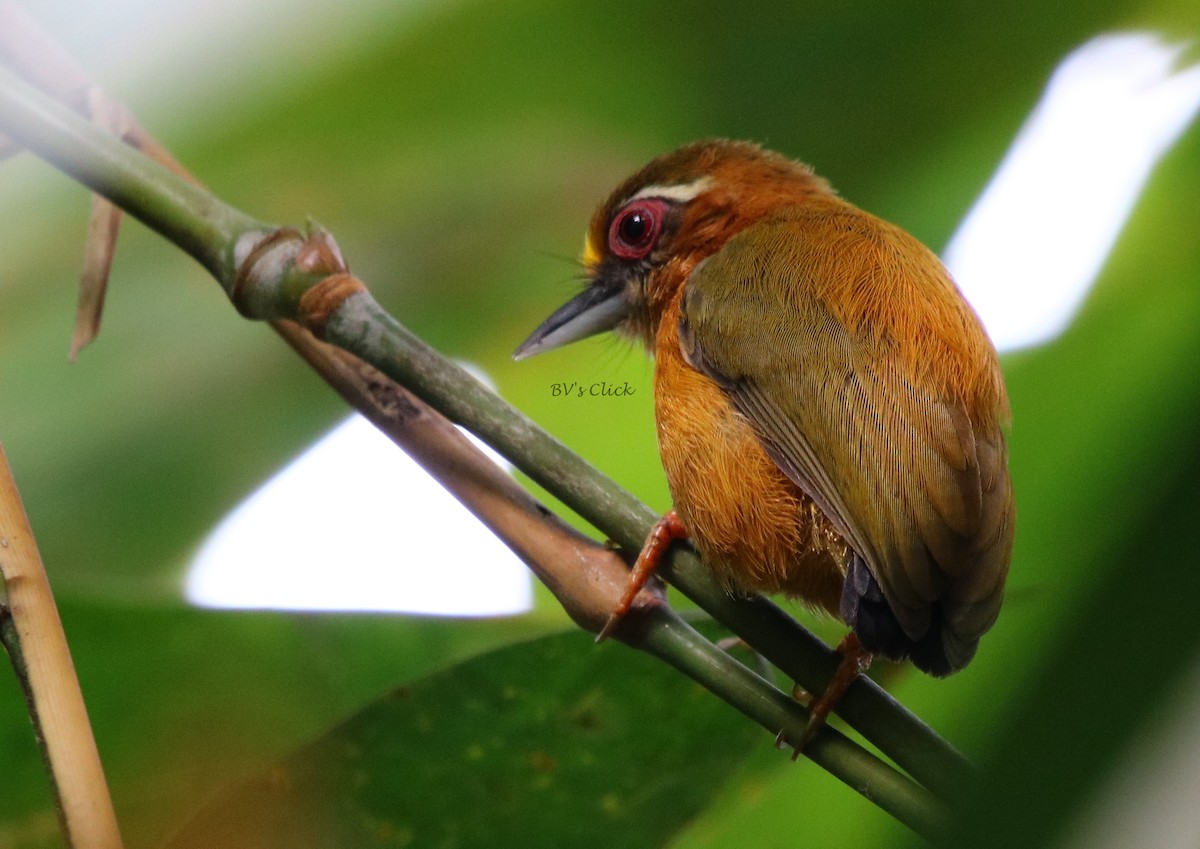 White-browed Piculet - ML113700281