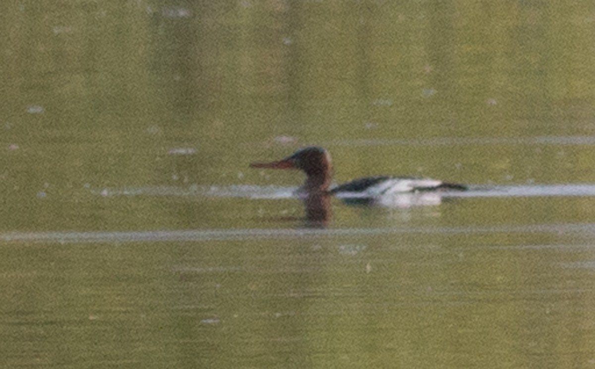 Red-breasted Merganser - Cameron Cox