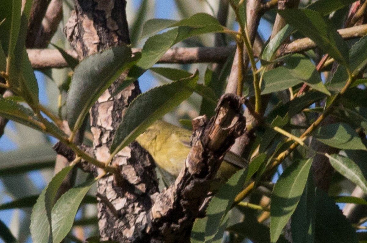 Tennessee Warbler - Cameron Cox