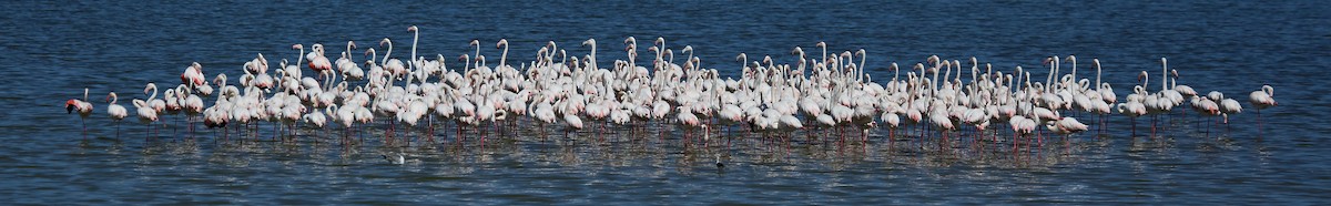 Greater Flamingo - ML113707421