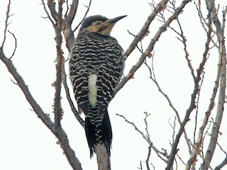 Macho - Marcos Eugênio Birding Guide - ML113708231