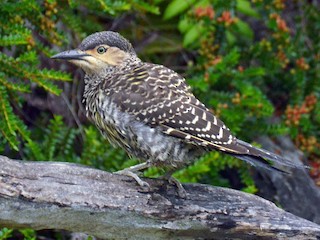 Female - Pablo Gutiérrez Maier - ML113708251