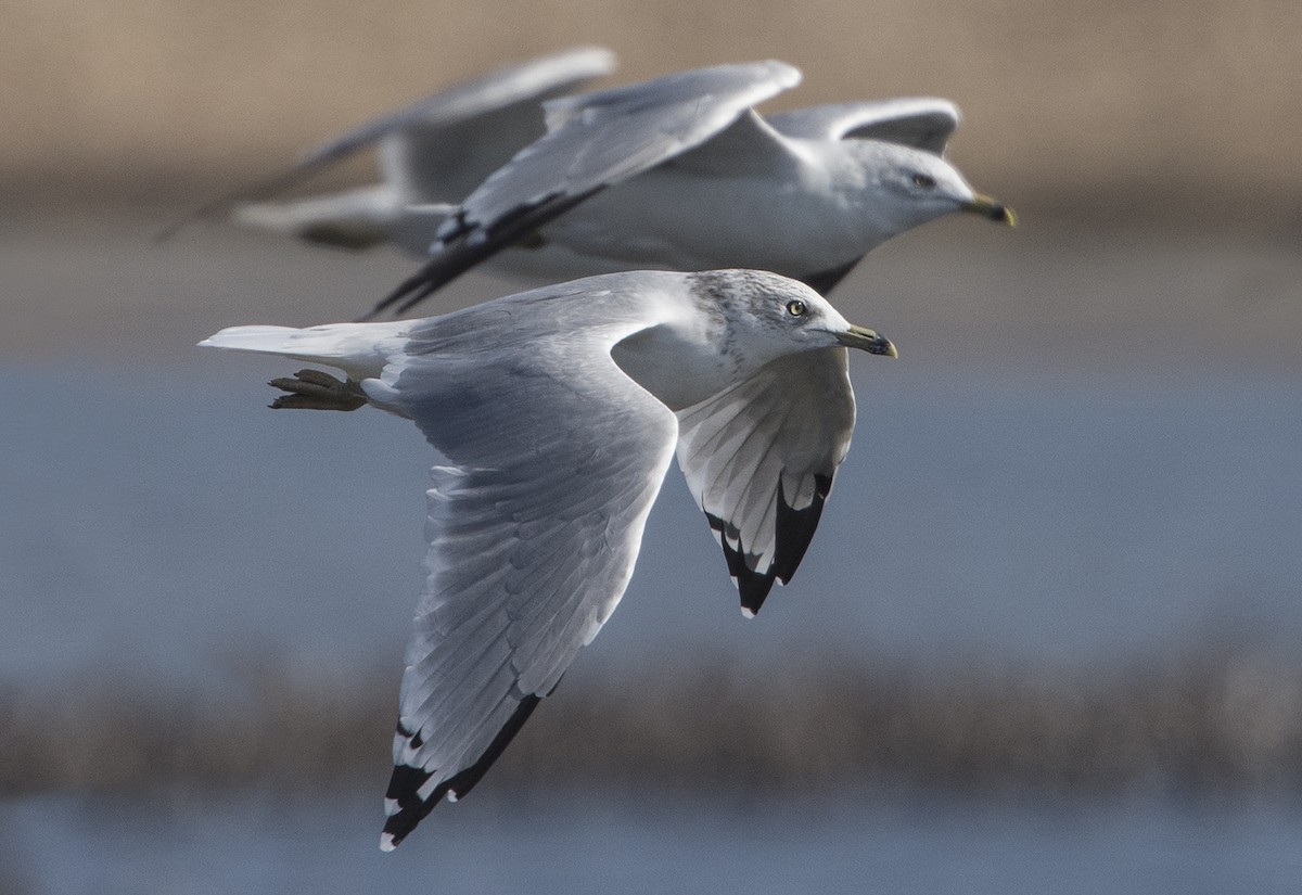 Ring-billed Gull - Jerry Ting